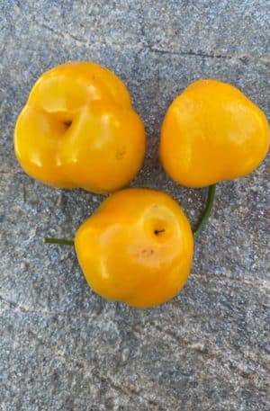 Rocoto Canario Yellow