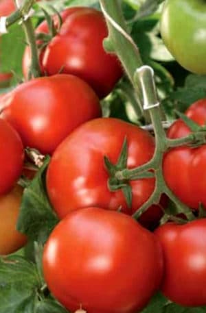 Corvinus F1 Paradicsom