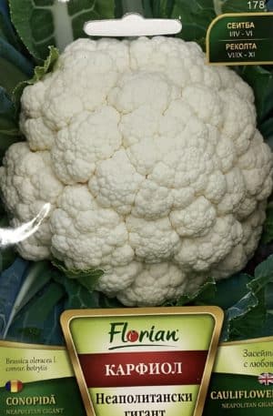 Karfiol Neapolitan Gigant Florian Bg