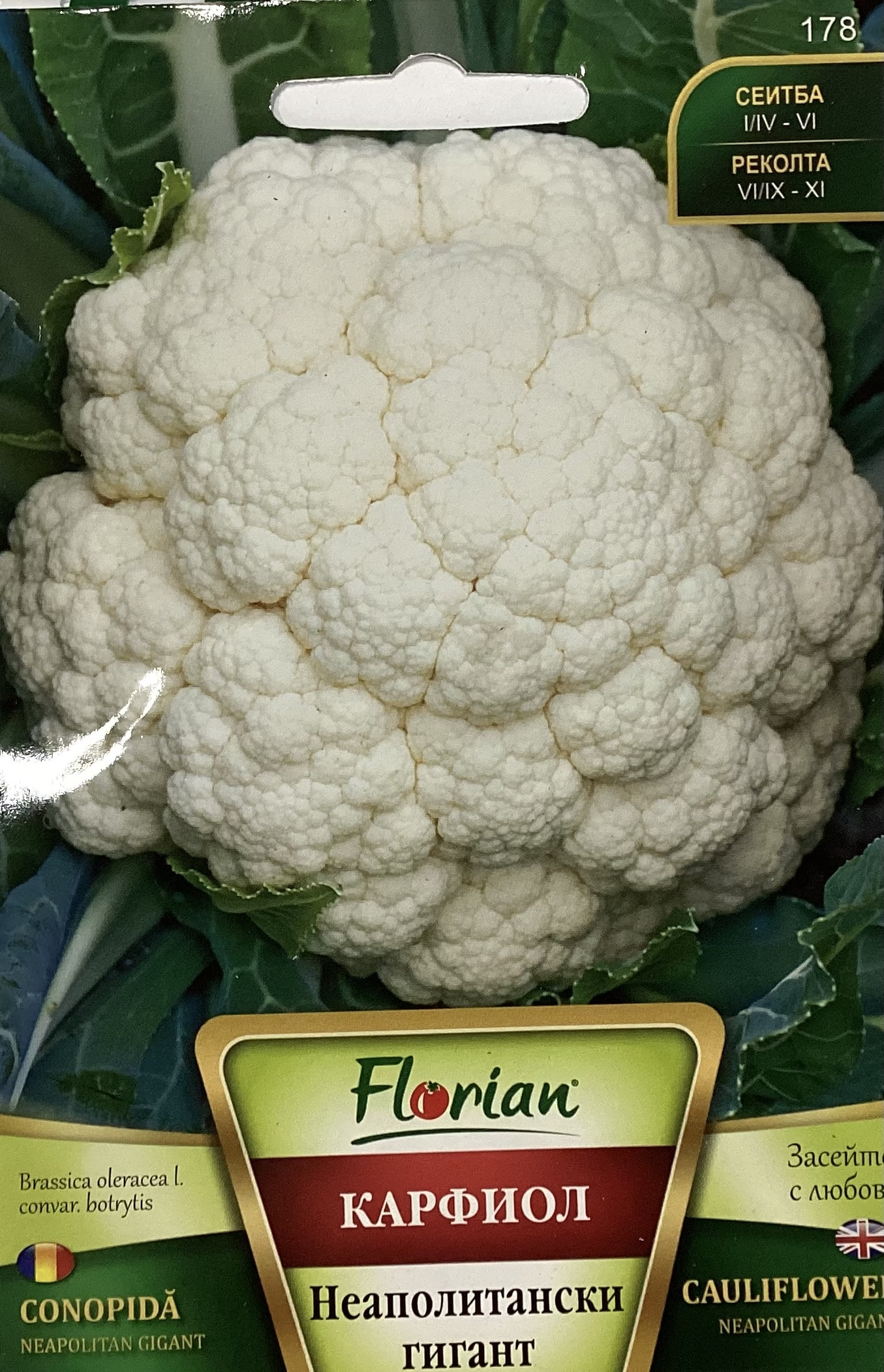 Karfiol Neapolitan Gigant Florian Bg