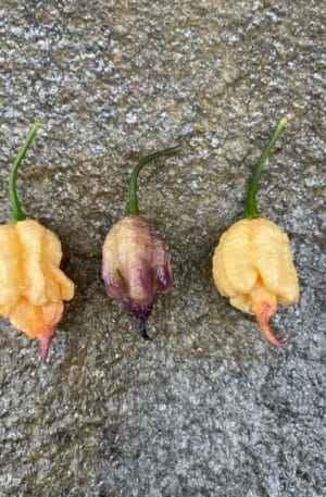 Peach Carolina Reaper