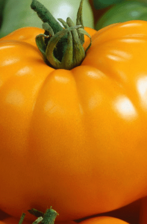 Yellow Beefsteak Paradicsom