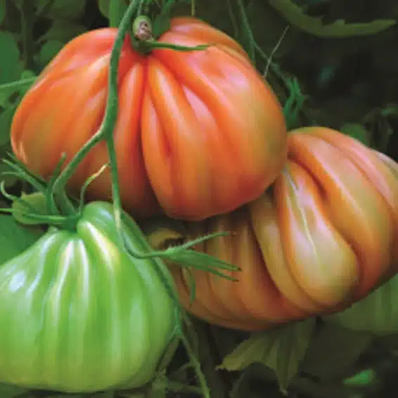 Arawak F1 A-Pt Paradicsom