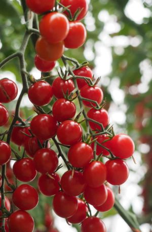 Crokini PhR F1 B-S Paradicsom