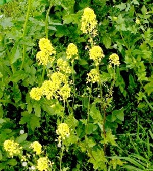 Fekete Mustármag Sz M