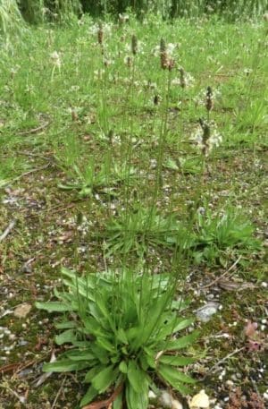 Lándzsás útifű Sz M