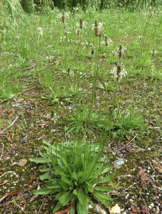 Lándzsás útifű Sz M