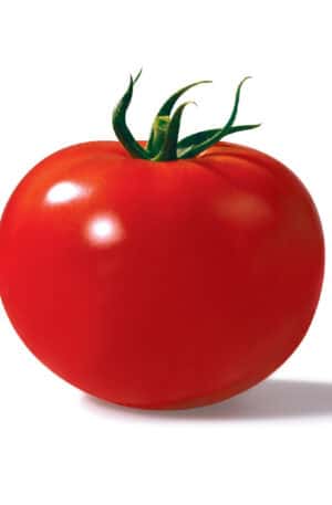 ASYA 616 F1 A-Pt Paradicsom