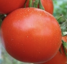 Buzāu 47 Paradicsom