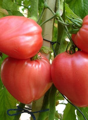 Volovsko SRCE Paradicsom