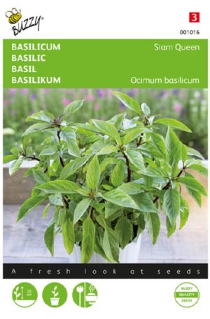 Bazsalikom Törpe thai Bz H