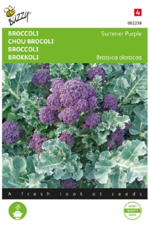 Brokkoli Summer purple Bz H