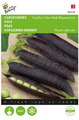 Borsó Ezetha’s Krombek Blauwschok Capucciner Bz H