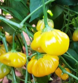 Brazilian Starfish Yellow B