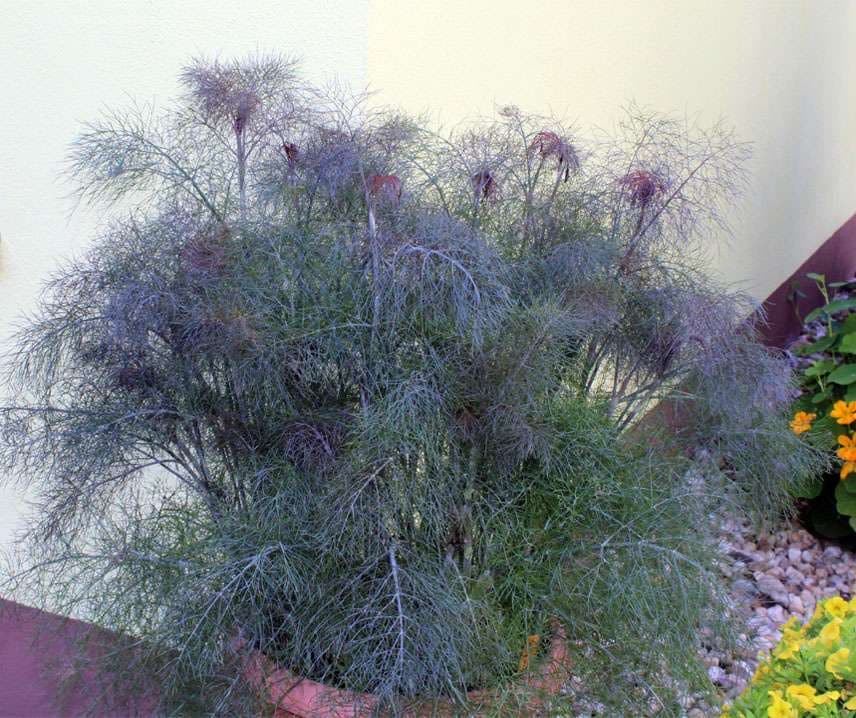 Édeskömény füstös levelű Smokey B-S - Image 2