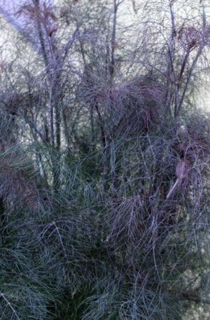 Édeskömény füstös levelű Smokey B-S