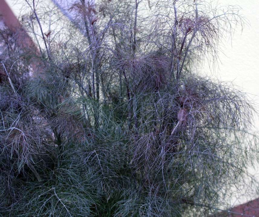 Édeskömény füstös levelű Smokey B-S