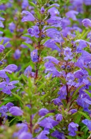 Moldvai Sárkányfű Drachenkopf B-S