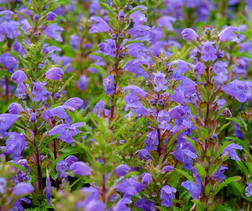 Moldvai Sárkányfű Drachenkopf B-S