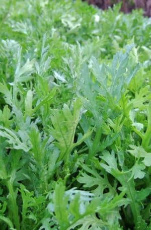 Koronás Margitvirág Shungiku B-S