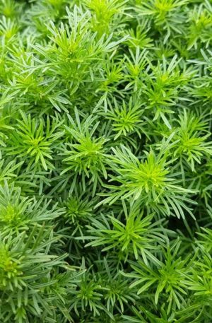 Édesgyökér büdöske Dropshot B-S