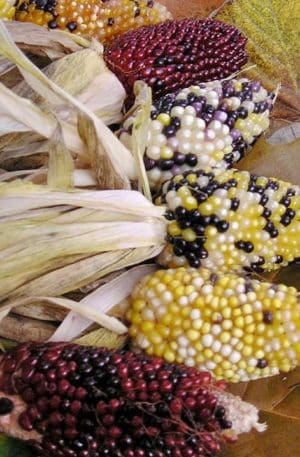 Dísz pattogatni való kukorica Baby Corn-Harlequin B-S