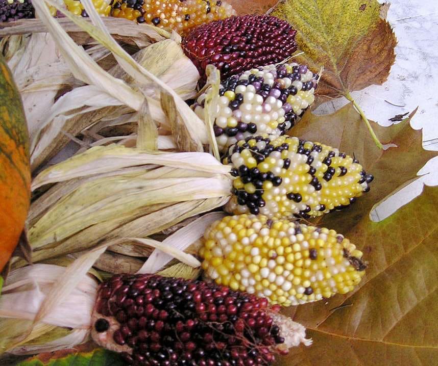 Dísz pattogatni való kukorica Baby Corn-Harlequin B-S