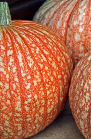 One Too Many F1 Sütőtök  B-S