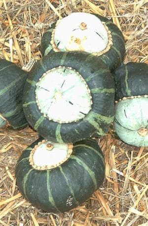 Bon Bon F1 Sütőtök B-S