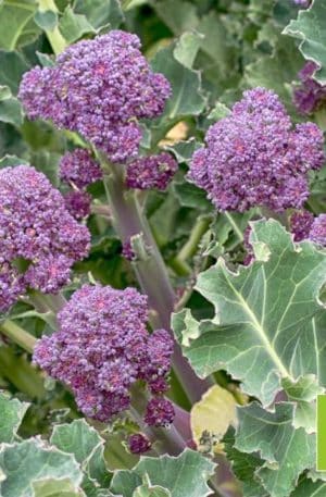Virágzó brokkoli Sprossenbroccoli Lila  Bio B-S