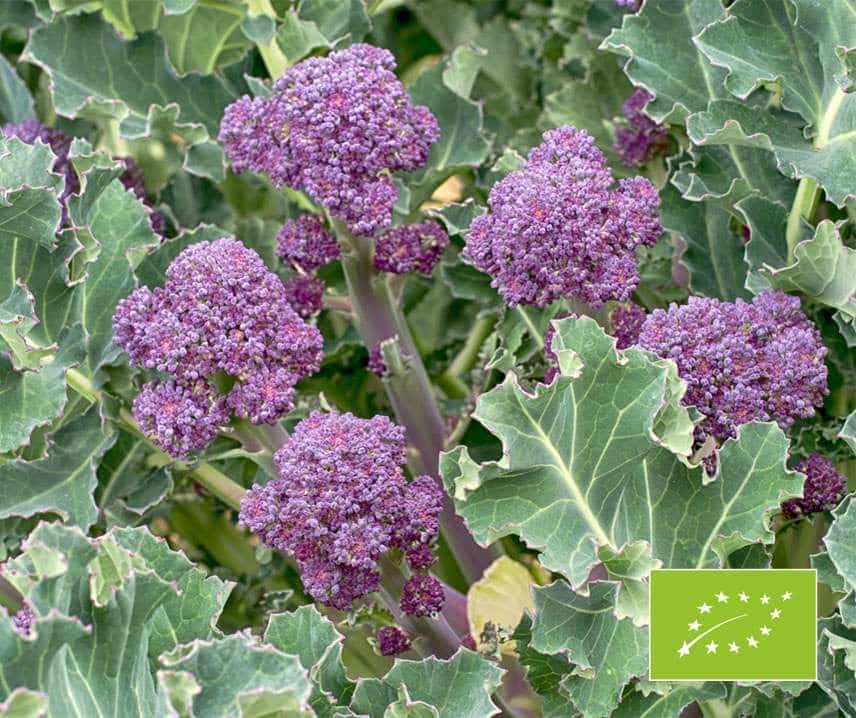 Virágzó brokkoli Sprossenbroccoli Lila Bio B-S