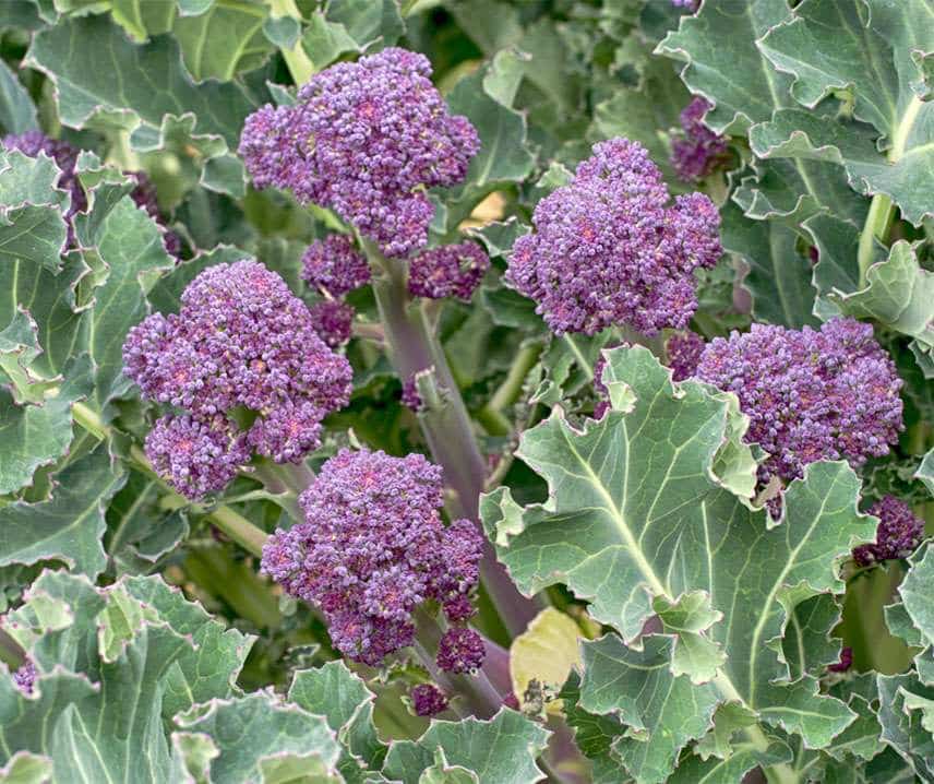 Virágzó brokkoli Sprossenbroccoli Lila Bio B-S - Image 2