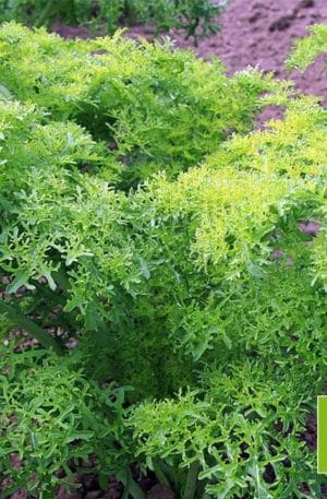 Szarteptai mustár Golden Frills Bio B-S