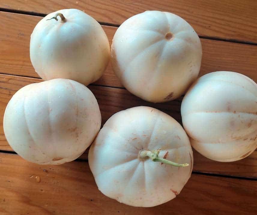 Sárgadinnye Kiku B-S - Image 2