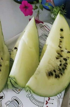 Görögdinnye Cream of Saskatchewan B-S