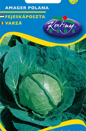 Káposzta Amager Pannon RK