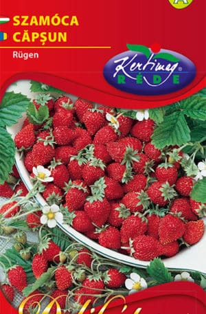 Szamóca Rügen Delikátesz RK