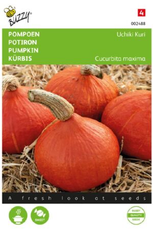 Sütőtök Uchiki Kuri Bz H