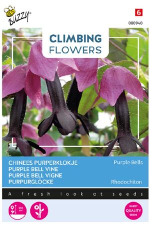 Vérvörös rózsalepel Rhodochiton Purple Bells Bz Climbing Flower H