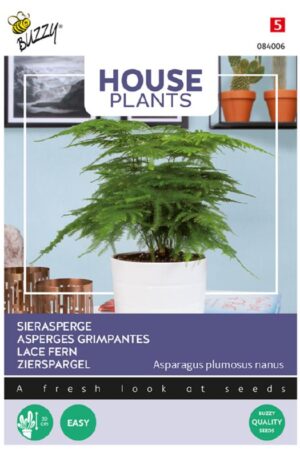 Tollasfű Aszparágusz Lace Fern Bz House Plants H