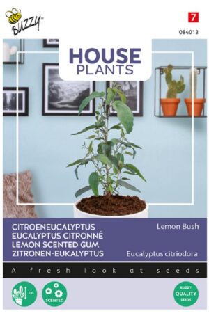 Eukaliptusz citromillatú Lemon Bush House Plants Bz H