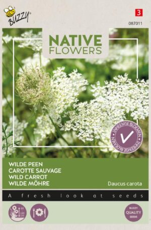Vadmurok Wild Carrot Bz Native Flowers H