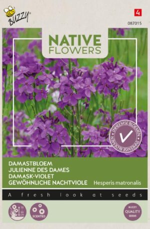 Hölgyestike Damask-violet Native Flowers Bz H