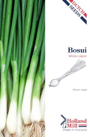 Hagyma Bunching White Lisbon HM H