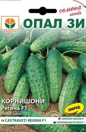 Uborka Regina F1 Opal Bg