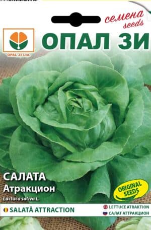 Saláta Attraction Opal Bg