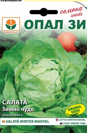 Saláta Marvel Winter Opal Bg