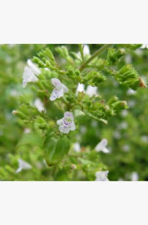 Mirigyes pereszlény Sz-M