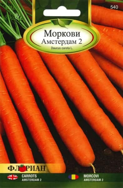 Sárgarépa Amsterdam Florian Bg