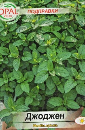 Menta-Borsmenta Mentha Spicata Opal Bg